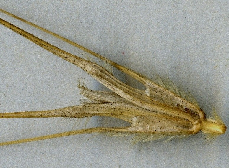 <i>Dasypyrum villosum</i> (L.) P.Candargy