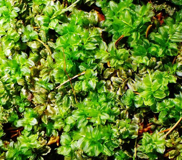 Plagiomniaceae: Plagiomnium cuspidatum (Hedw.) T.J.Kop. (Bryophyta)