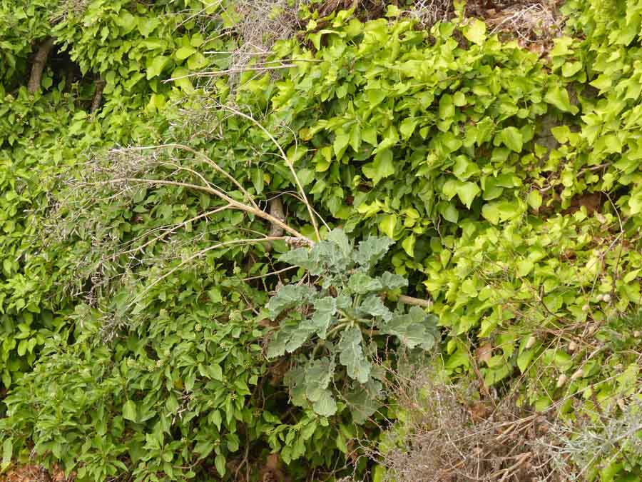 <i>Brassica villosa</i> Biv. subsp. <i>drepanensis</i> (Caruel) Raimondo & Mazzola
