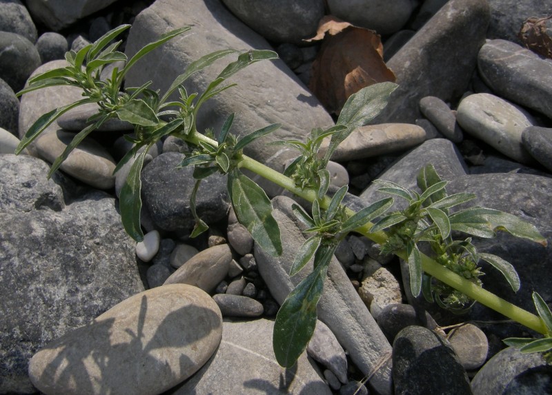Amaranthus-blitoides-F-08-1e-ER.jpg