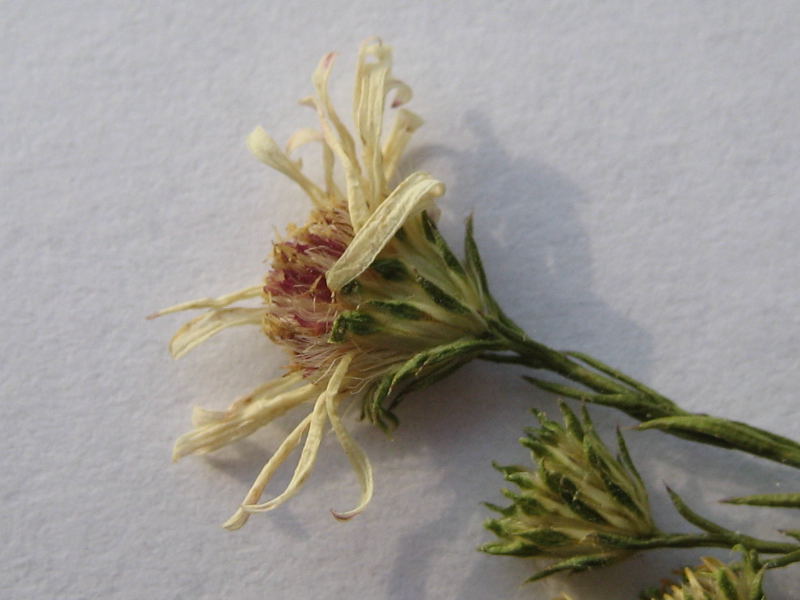 <i>Symphyotrichum pilosum</i> (Willd.) G.L.Nesom