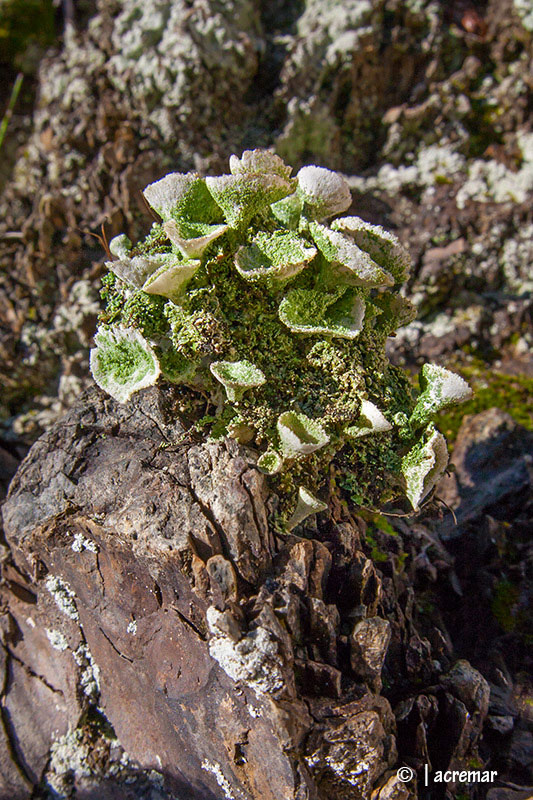 lichene_licheni_cladonia_lichens_acremar_01.jpg
