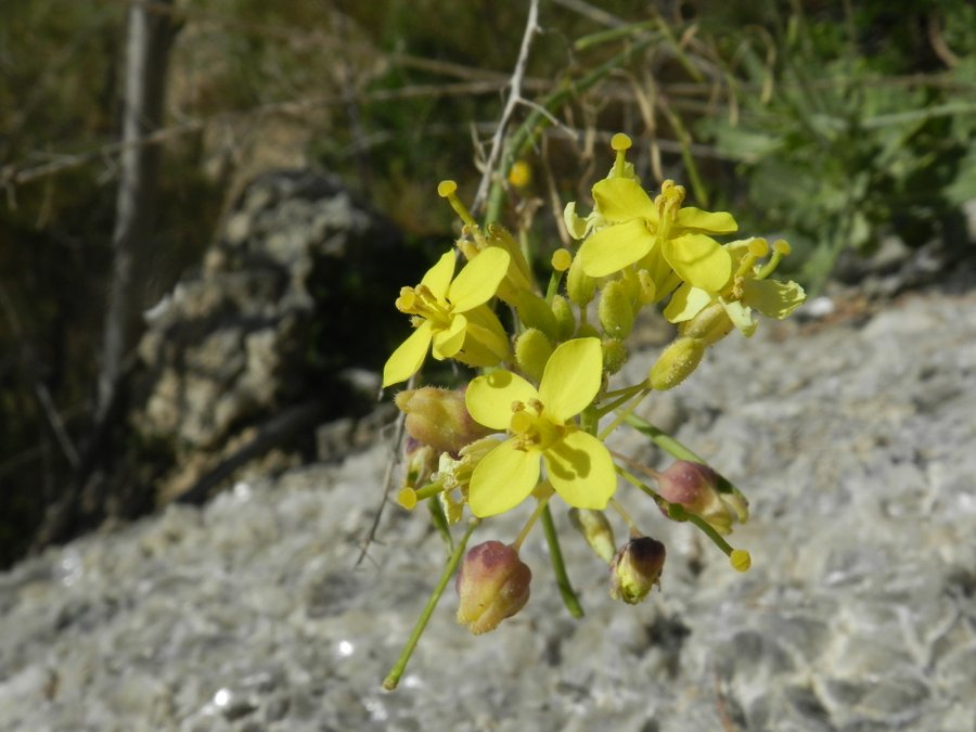 <i>Diplotaxis harra</i> (Forssk.) Boiss. subsp. <i>crassifolia</i> (Raf.) Maire