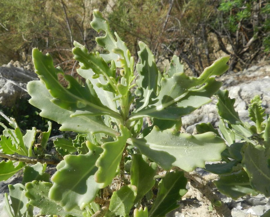<i>Diplotaxis harra</i> (Forssk.) Boiss. subsp. <i>crassifolia</i> (Raf.) Maire