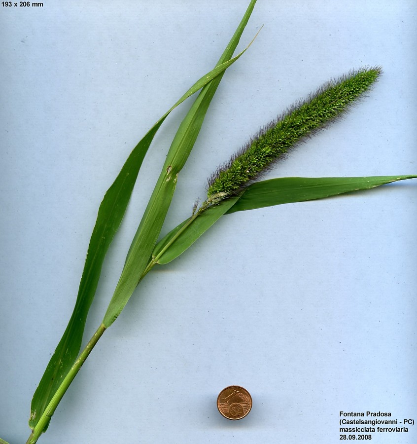 Setaria-viridis-pycnocoma-S-08-1b-ER.jpg