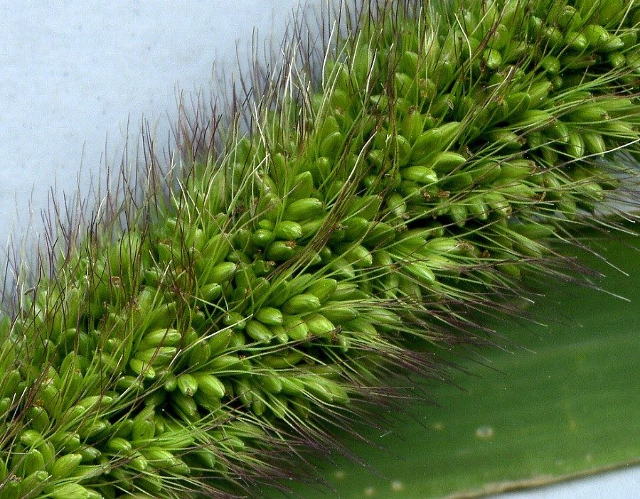 Setaria-viridis-pycnocoma-S-08-1g-ER.jpg