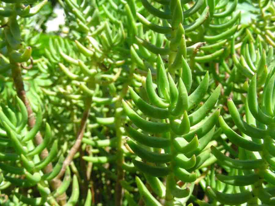 <i>Crassula tetragona</i> L. subsp. <i>robusta</i> (Toelken) Toelken
