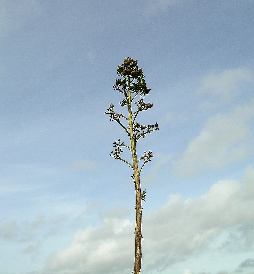 <i>Agave angustifolia</i> Haw. subsp. <i>angustifolia</i>