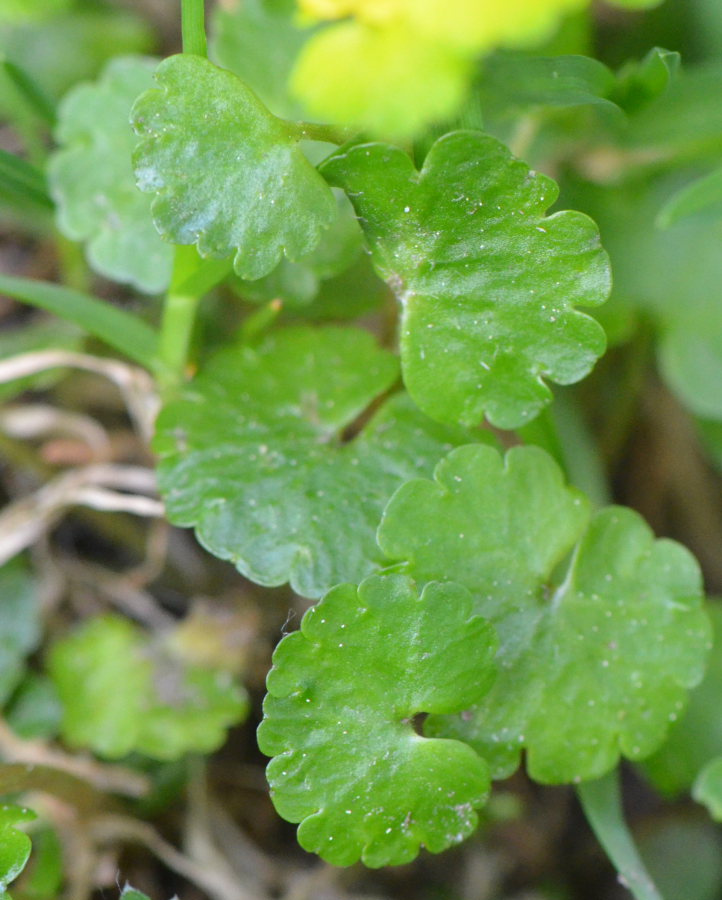 chrysosplenium alternifolium 5.JPG