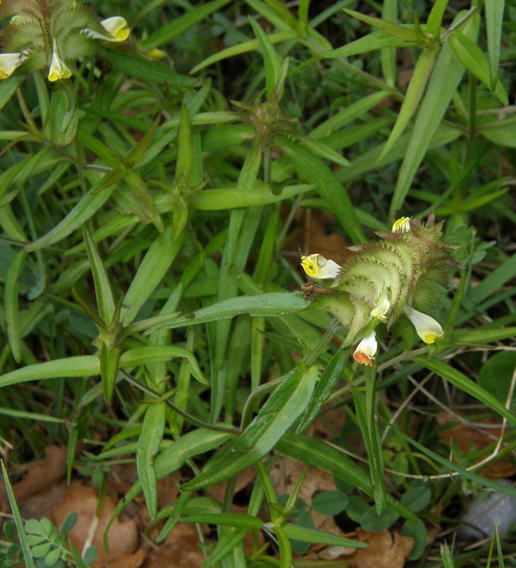 <i>Melampyrum cristatum</i> L. subsp. <i>cristatum</i>