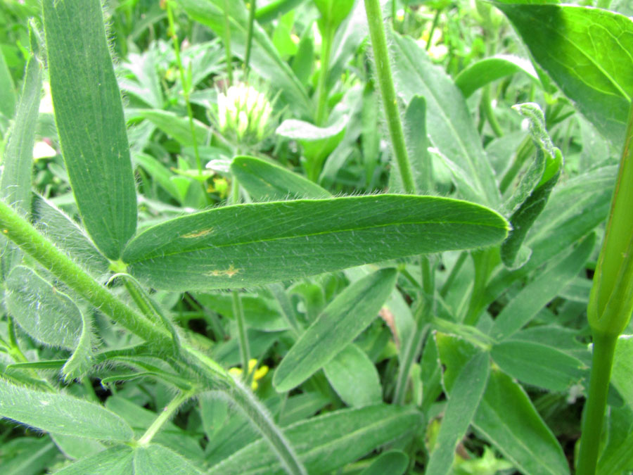 <i>Trifolium pannonicum</i> Jacq. subsp. <i>pannonicum</i>