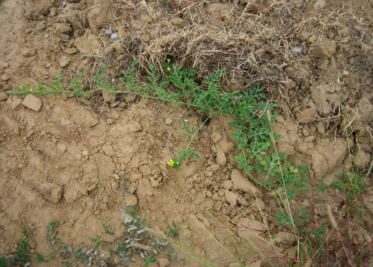 <i>Citrullus lanatus</i> (Thunb.) Matsum. & Nakai subsp. <i>lanatus</i>