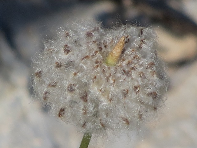 <i>Anemone hortensis</i> L. subsp. <i>hortensis</i>