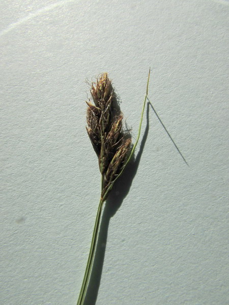 <i>Carex leporina</i> L.