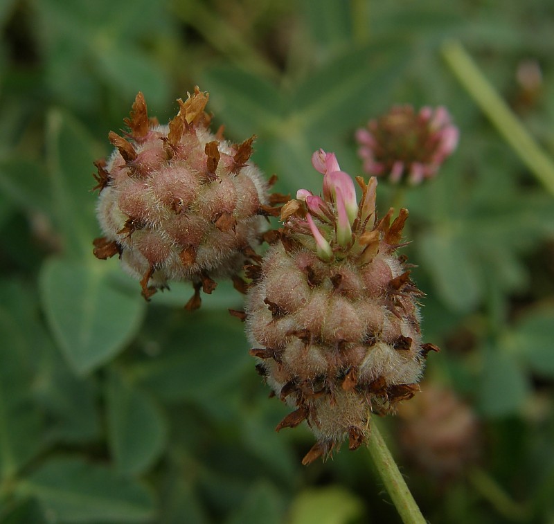 <i>Trifolium fragiferum</i> L. subsp. <i>fragiferum</i>