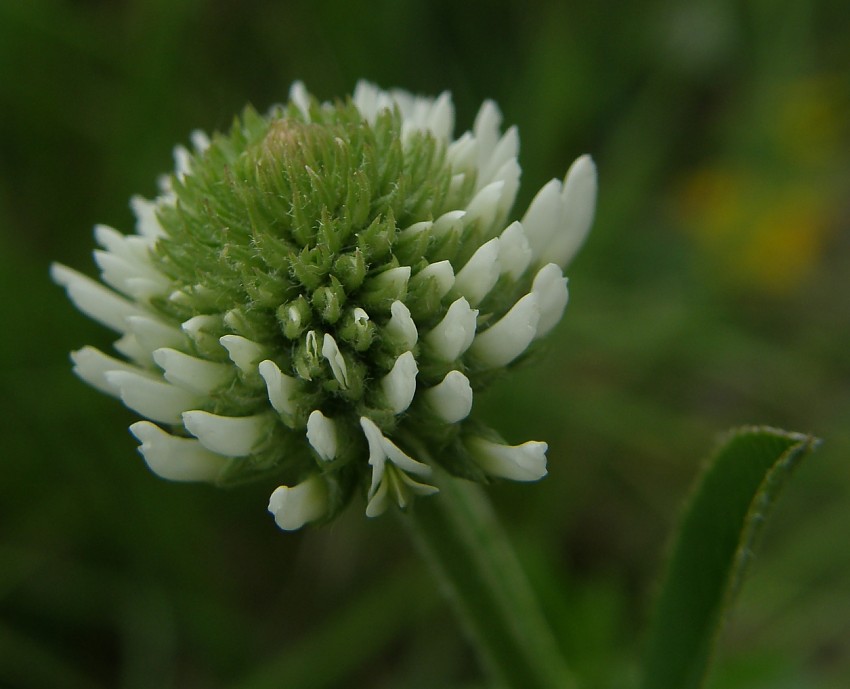 <i>Trifolium montanum</i> L. subsp. <i>montanum</i>