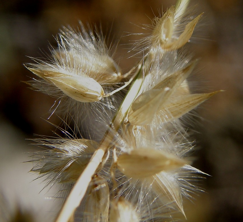 <i>Melica ciliata</i> L. subsp. <i>ciliata</i>