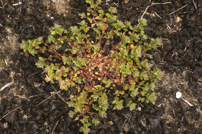 <i>Polycarpon tetraphyllum</i> (L.) L. subsp. <i>alsinifolium</i> (Biv.) Ball