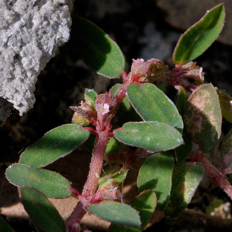<i>Euphorbia maculata</i> L.
