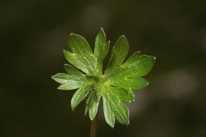 <i>Ranunculus apenninus</i> (Chiov.) Pignatti