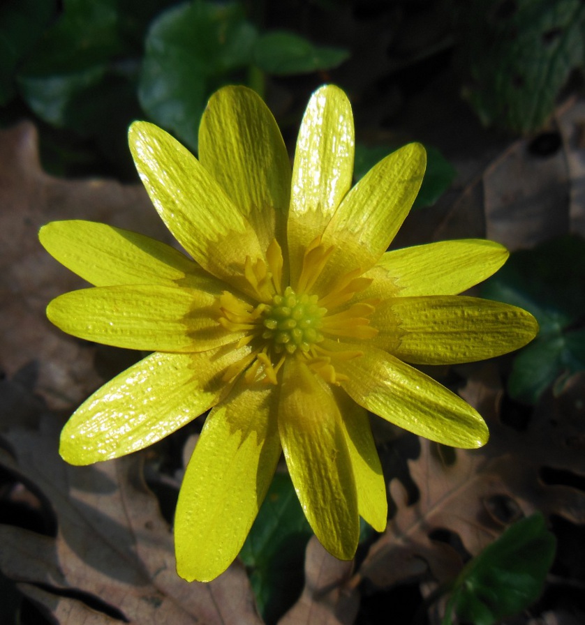 Ranunculus ficaria (6).jpg
