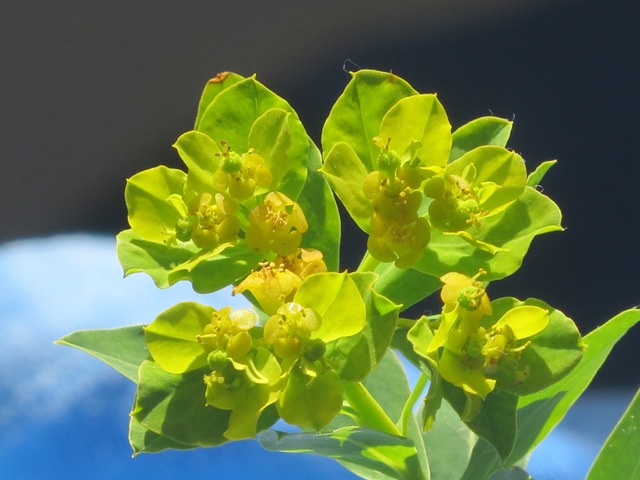 <i>Euphorbia papillaris</i> (Boiss.) Raffaelli & Ricceri