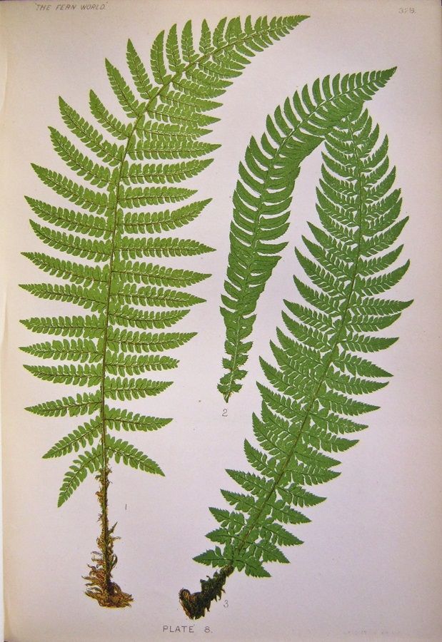 Polystichum lonchitis, P. aculeatum & P. angulare - Heath