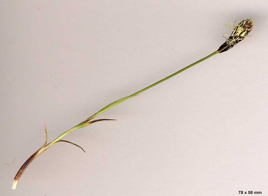 <i>Carex montana</i> L.