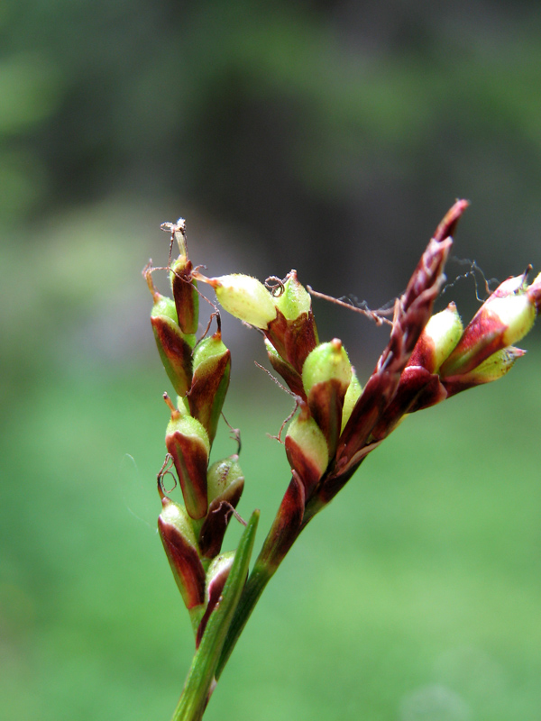 <i>Carex ornithopoda</i> Willd.