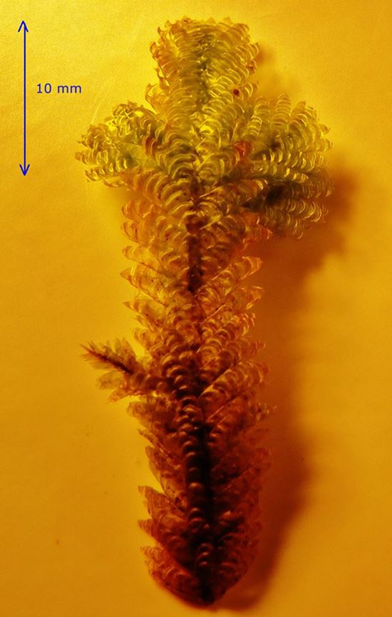 Neckeraceae: Neckera crispa Hedw. (Bryophyta)