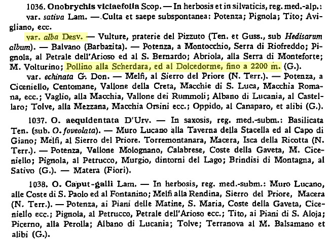 tratto da Gavioli O., 1947 Synopsis Florae Lucanae.