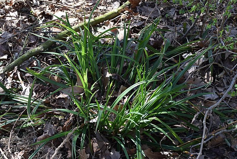 Carex_pendula_150401_1.3.JPG