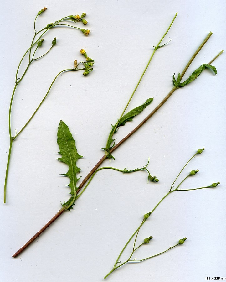 <i>Crepis dioscoridis</i> L.