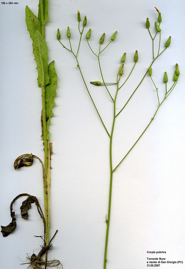 <i>Crepis pulchra</i> L. subsp. <i>pulchra</i>