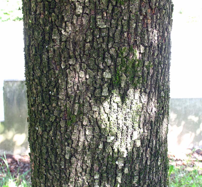 <i>Quercus ilex</i> L.
