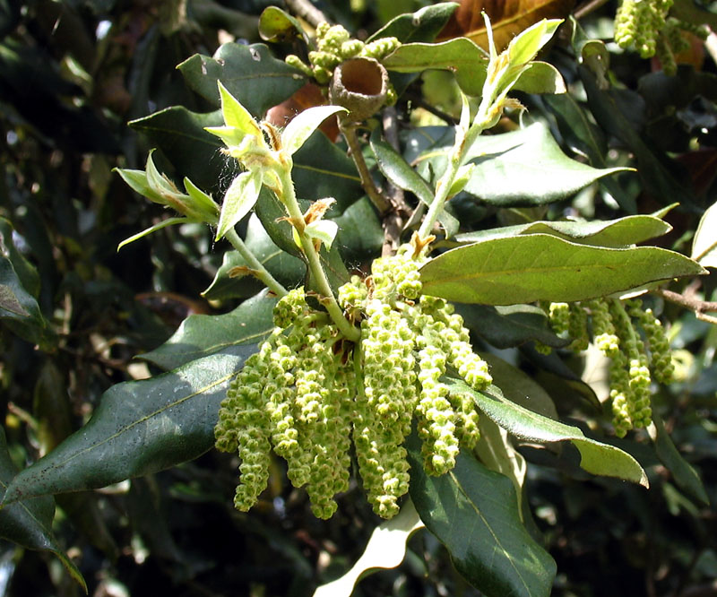 Quercus ilex L.ssp. ilex (1).jpg