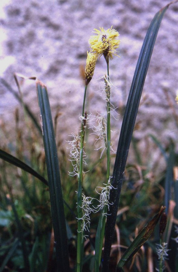 <i>Carex pilosa</i> Scop.