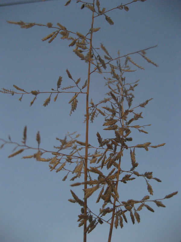 <i>Eragrostis barrelieri</i> Daveau subsp. <i>barrelieri</i>