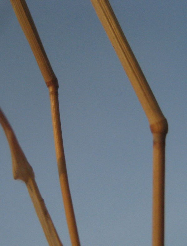 <i>Eragrostis barrelieri</i> Daveau subsp. <i>barrelieri</i>