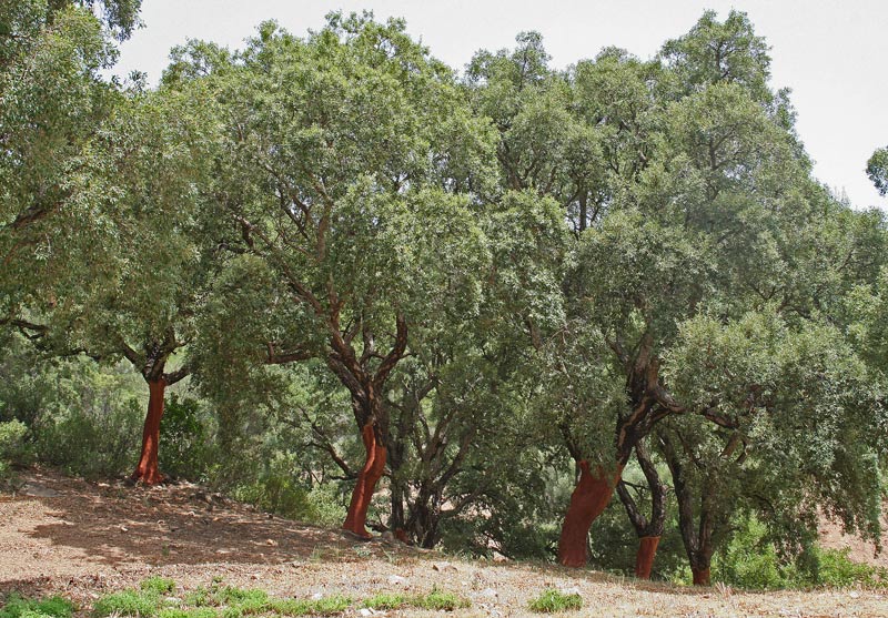 Quercus suber L. {F 2171}
