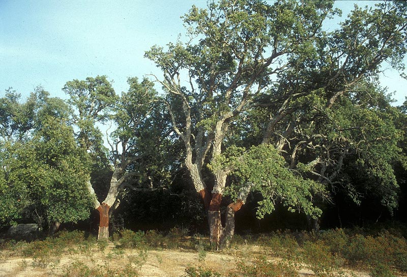 Quercus-suber-01.jpg
