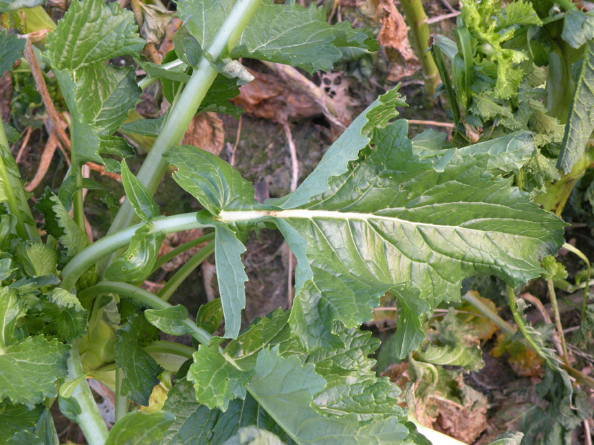 <i>Brassica rapa</i> L. subsp. <i>rapa</i>