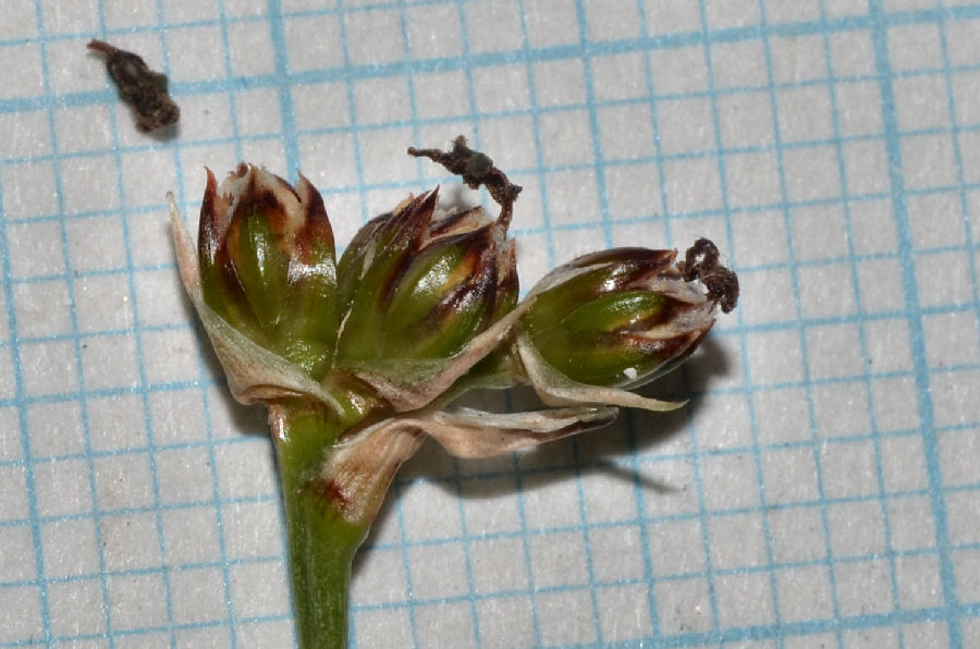 <i>Juncus acutus</i> L. subsp. <i>acutus</i>