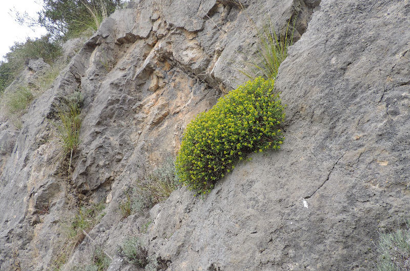 Euphorbia spinosa2015417_095.jpg