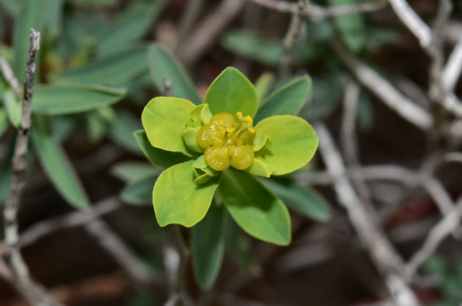 Euphorbia spinosa 2015417m081.jpg