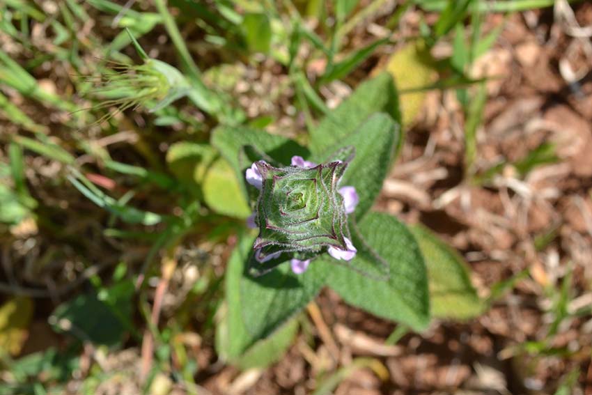 <i>Salvia viridis</i> L.