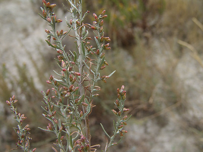 <i>Artemisia caerulescens</i> L. subsp. <i>cretacea</i> (Fiori) Brilli-Catt. & Gubellini