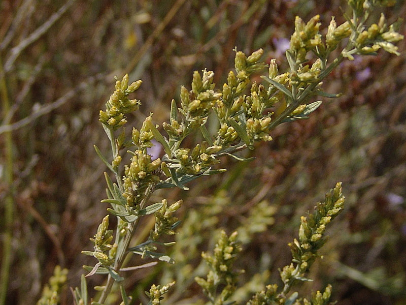 Artemisia caerulescens