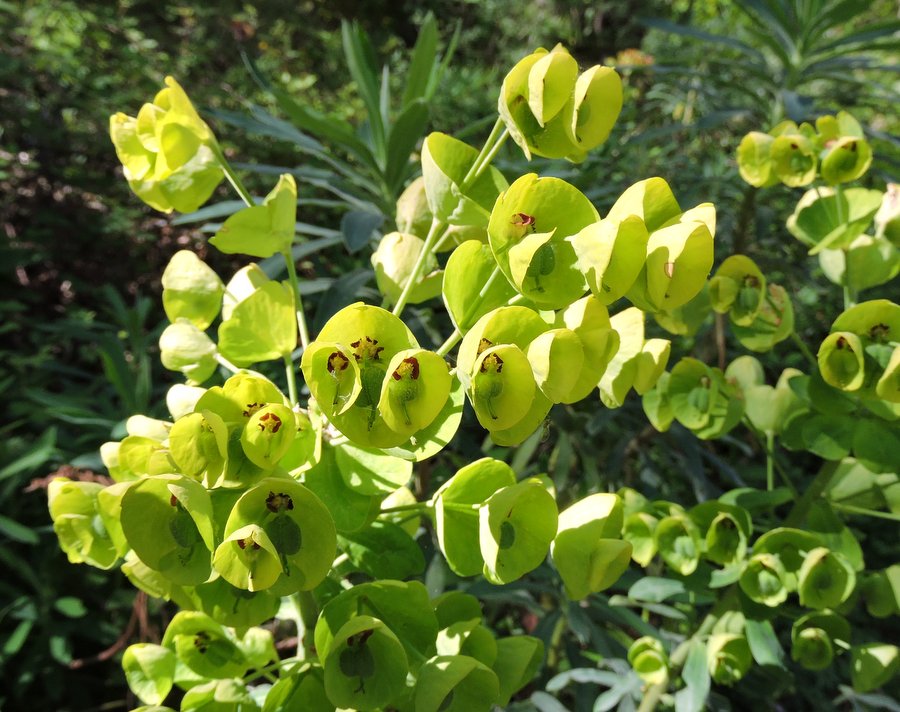 Euphorbia characias (melapetala) - Monte Scuderi - 04-05-2015 09-53-48.JPG
