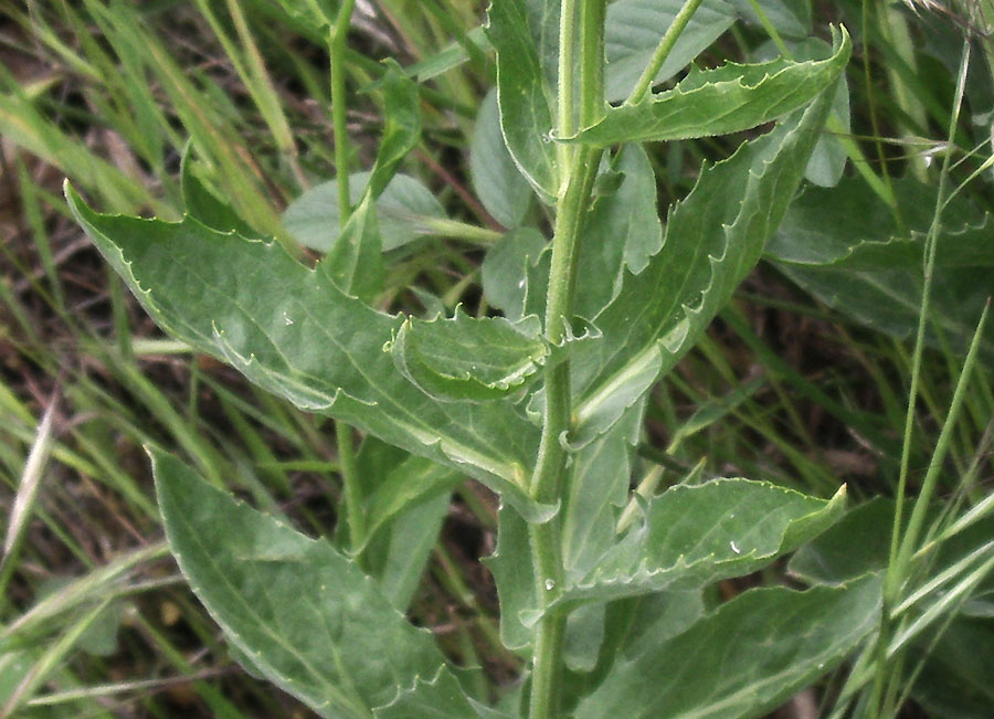 <i>Lepidium draba</i> L. subsp. <i>draba</i>